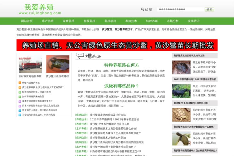 黄沙鳖苗-养殖技术-广西/广东黄沙鳖批发-我爱养殖网